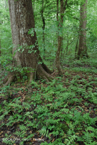 非河流湿硬木森林(南部沿海平原类型) – CEGL 007449 非河流湿硬木森林(南部沿海平原类型) – CEGL 007449