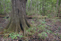 非河流湿硬木森林(南部沿海平原类型) – CEGL 007449 非河流湿硬木森林(南部沿海平原类型) – CEGL 007449