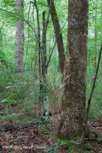 非河流湿硬木森林(南部沿海平原类型) – CEGL 007449 非河流湿硬木森林(南部沿海平原类型) – CEGL 007449