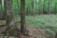 非河流湿硬木森林(南部沿海平原类型) – CEGL 007449 非河流湿硬木森林(南部沿海平原类型) – CEGL 007449