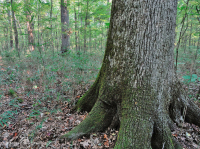 非河流湿硬木森林(南部沿海平原类型) – CEGL 007449 非河流湿硬木森林(南部沿海平原类型) – CEGL 007449