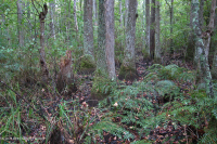 非河流沼泽森林(沼泽树 - 落羽杉类型) – CEGL 004429 非河流沼泽森林(沼泽树 - 落羽杉类型) – CEGL 004429