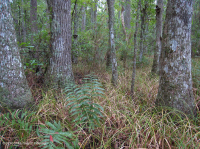 非河流沼泽森林(沼泽树 - 落羽杉类型) – CEGL 004429 非河流沼泽森林(沼泽树 - 落羽杉类型) – CEGL 004429