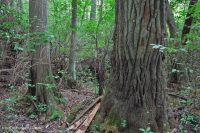 非河流沼泽森林(混合常绿类型) – CEGL 007558 非河流沼泽森林(混合常绿类型) – CEGL 007558