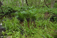 沿海平原/外山麓酸性渗流沼泽 – CEGL 006238 沿海平原/外山麓酸性渗流沼泽 – CEGL 006238