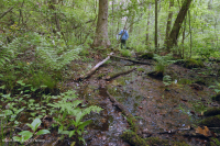 沿海平原/外山麓酸性渗流沼泽 – CEGL 006238 沿海平原/外山麓酸性渗流沼泽 – CEGL 006238