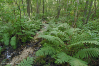 沿海平原/外山麓酸性渗流沼泽 – CEGL 006238 沿海平原/外山麓酸性渗流沼泽 – CEGL 006238