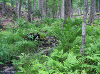 沿海平原/外山麓酸性渗流沼泽 – CEGL 006238 沿海平原/外山麓酸性渗流沼泽 – CEGL 006238