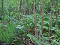 沿海平原/外山麓酸性渗流沼泽 – CEGL 006238 沿海平原/外山麓酸性渗流沼泽 – CEGL 006238