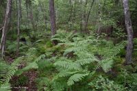 沿海平原/外山麓酸性渗流沼泽 – CEGL 006238 沿海平原/外山麓酸性渗流沼泽 – CEGL 006238