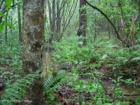 沿海平原/外山麓酸性渗流沼泽 – CEGL 006238 沿海平原/外山麓酸性渗流沼泽 – CEGL 006238