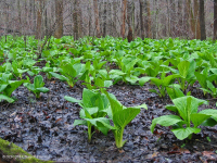 皮埃蒙特/北部沿海平原基本渗流沼泽 – CEGL 006406 皮埃蒙特/北部沿海平原基本渗流沼泽 – CEGL 006406