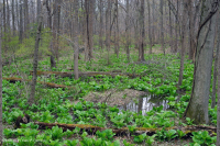 皮埃蒙特/北部沿海平原基本渗流沼泽 – CEGL 006406 皮埃蒙特/北部沿海平原基本渗流沼泽 – CEGL 006406