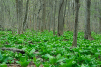 皮埃蒙特/北部沿海平原基本渗流沼泽 – CEGL 006406 皮埃蒙特/北部沿海平原基本渗流沼泽 – CEGL 006406