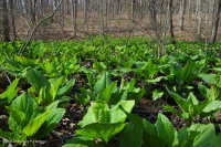 皮埃蒙特/北部沿海平原基本渗流沼泽 – CEGL 006406 皮埃蒙特/北部沿海平原基本渗流沼泽 – CEGL 006406