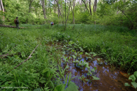 皮埃蒙特/北部沿海平原基本渗流沼泽 – CEGL 006406 皮埃蒙特/北部沿海平原基本渗流沼泽 – CEGL 006406