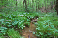 皮埃蒙特/北部沿海平原基本渗流沼泽 – CEGL 006406 皮埃蒙特/北部沿海平原基本渗流沼泽 – CEGL 006406