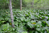 皮埃蒙特/北部沿海平原基本渗流沼泽 – CEGL 006406 皮埃蒙特/北部沿海平原基本渗流沼泽 – CEGL 006406