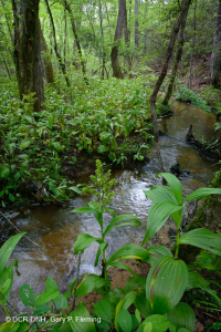 沿海平原钙质渗漏沼泽 – CEGL 006413 沿海平原钙质渗漏沼泽 – CEGL 006413