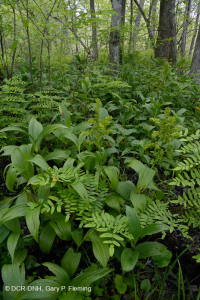 沿海平原钙质渗漏沼泽 – CEGL 006413 沿海平原钙质渗漏沼泽 – CEGL 006413