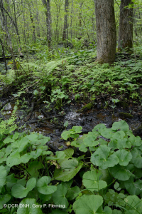 沿海平原钙质渗漏沼泽 – CEGL 006413 沿海平原钙质渗漏沼泽 – CEGL 006413