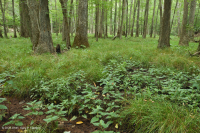 沿海平原钙质渗漏沼泽 – CEGL 006413 沿海平原钙质渗漏沼泽 – CEGL 006413