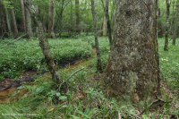 沿海平原钙质渗漏沼泽 – CEGL 006413 沿海平原钙质渗漏沼泽 – CEGL 006413