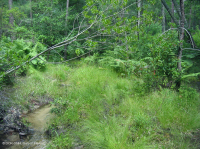 沿海平原/外山麓渗流沼泽 – CEGL 006499 沿海平原/外山麓渗流沼泽 – CEGL 006499