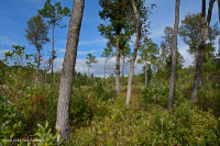 沿海平原/外山麓渗流沼泽 – CEGL 006499 沿海平原/外山麓渗流沼泽 – CEGL 006499