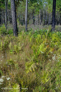 沿海平原/外山麓渗流沼泽 – CEGL 006499 沿海平原/外山麓渗流沼泽 – CEGL 006499