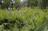 沿海平原/外山麓渗流沼泽 – CEGL 006499 沿海平原/外山麓渗流沼泽 – CEGL 006499