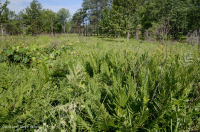 沿海平原/外山麓渗流沼泽 – CEGL 006499 沿海平原/外山麓渗流沼泽 – CEGL 006499