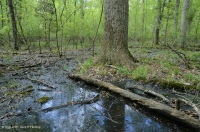 皮埃蒙特高地洼地沼泽(针栎 - 沼泽白橡树类型) – CEGL 004643 皮埃蒙特高地洼地沼泽(针栎 - 沼泽白橡树类型) – CEGL 004643