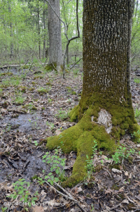 皮埃蒙特高地洼地沼泽(针栎 - 沼泽白橡树类型) – CEGL 004643 皮埃蒙特高地洼地沼泽(针栎 - 沼泽白橡树类型) – CEGL 004643