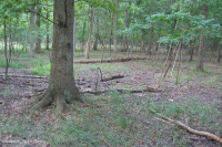 皮埃蒙特高地洼地沼泽(针栎 - 沼泽白橡树类型) – CEGL 004643 皮埃蒙特高地洼地沼泽(针栎 - 沼泽白橡树类型) – CEGL 004643