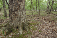 皮埃蒙特高地洼地沼泽(针栎 - 沼泽白橡树类型) – CEGL 004643 皮埃蒙特高地洼地沼泽(针栎 - 沼泽白橡树类型) – CEGL 004643