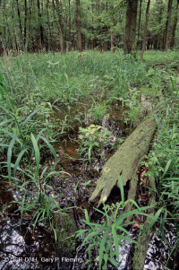 皮埃蒙特高地洼地沼泽(针栎 - 沼泽白橡树类型) – CEGL 004643 皮埃蒙特高地洼地沼泽(针栎 - 沼泽白橡树类型) – CEGL 004643