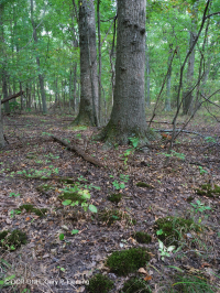 皮埃蒙特高地洼地沼泽(针栎 - 沼泽白橡树类型) – CEGL 004643 皮埃蒙特高地洼地沼泽(针栎 - 沼泽白橡树类型) – CEGL 004643