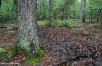 皮埃蒙特高地洼地沼泽(柳橡树类型) – CEGL 007403 皮埃蒙特高地洼地沼泽(柳橡树类型) – CEGL 007403