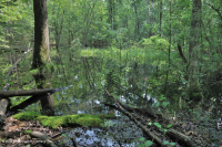 皮埃蒙特高地洼地沼泽(柳橡树类型) – CEGL 007403 皮埃蒙特高地洼地沼泽(柳橡树类型) – CEGL 007403