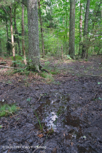 皮埃蒙特高地洼地沼泽(柳橡树类型) – CEGL 007403 皮埃蒙特高地洼地沼泽(柳橡树类型) – CEGL 007403