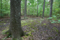 皮埃蒙特高地洼地沼泽(柳橡树类型) – CEGL 007403 皮埃蒙特高地洼地沼泽(柳橡树类型) – CEGL 007403