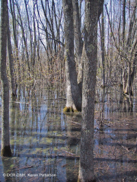 皮埃蒙特高地洼地沼泽(柳橡树类型) – CEGL 007403 皮埃蒙特高地洼地沼泽(柳橡树类型) – CEGL 007403