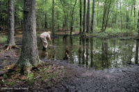 皮埃蒙特高地洼地沼泽(柳橡树类型) – CEGL 007403 皮埃蒙特高地洼地沼泽(柳橡树类型) – CEGL 007403