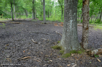 皮埃蒙特高地洼地沼泽(柳橡树类型) – CEGL 007403 皮埃蒙特高地洼地沼泽(柳橡树类型) – CEGL 007403