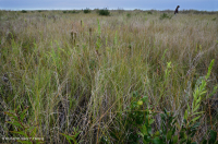 沙丘间洼地(北部混合草原类型)– CEGL 004117 沙丘间洼地(北部混合草原类型)– CEGL 004117