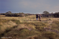 沙丘间洼地(盐草草甸咸水类型)– CEGL 006342 沙丘间洼地(盐草草甸咸水类型)– CEGL 006342