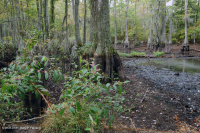 海滨沼泽森林(落羽杉类型) – CEGL 004079 海滨沼泽森林(落羽杉类型) – CEGL 004079