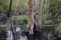海滨沼泽森林(落羽杉类型) – CEGL 004079 海滨沼泽森林(落羽杉类型) – CEGL 004079