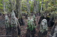 海滨沼泽森林(落羽杉类型) – CEGL 004079 海滨沼泽森林(落羽杉类型) – CEGL 004079
